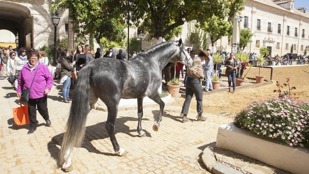 Defensa recuerda que la venta de Caballerizas depende de lo que ofrezca el Ayuntamiento de Córdoba