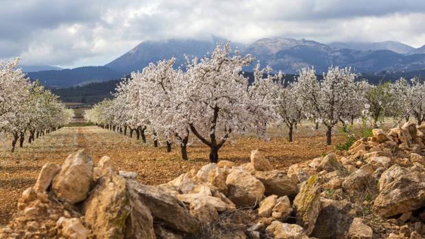 La producción de almendra en Córdoba cae un 15% debido al calor