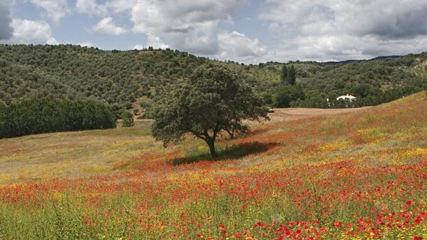 Sierra Morena de Córdoba da el primer paso para ser Parque Natural