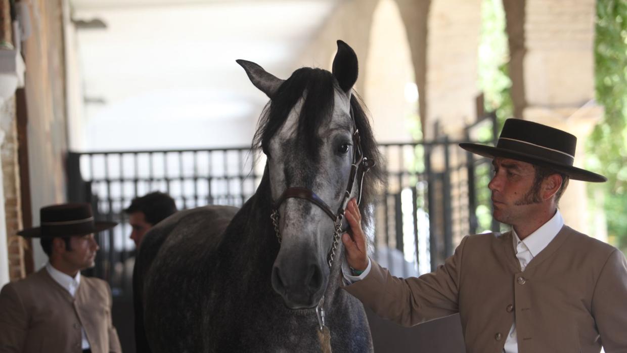 Caballerizas acoge al mayor concurso ecuestre nacional