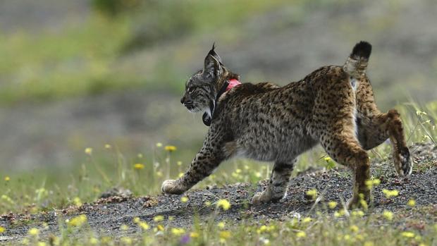 Muere un cachorro de lince ibérico nacido este año atropellado en la A-4 entre Andújar y Bailén