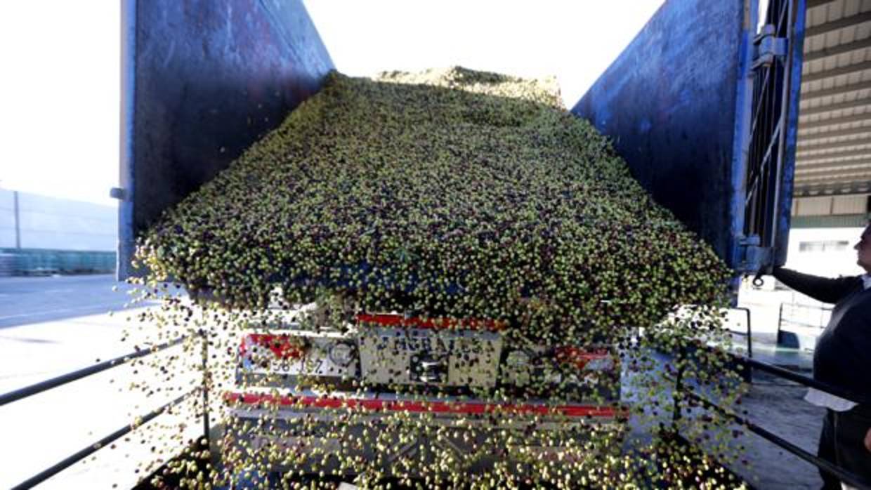 Aceitunas listas para molturar en una almazara cordobesa