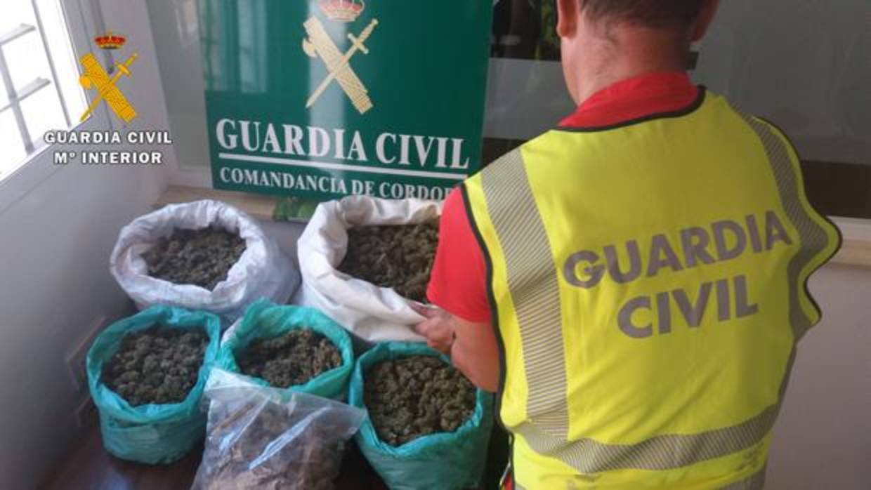 Parte de la marihuana intervenida en los distintos operativos