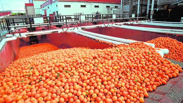 El calor y la sequía provocan un descenso en la producción de cítricos de Córdoba