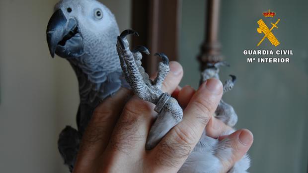 La Guardia Civil de Córdoba aprehende dos ejemplares de loro gris africano