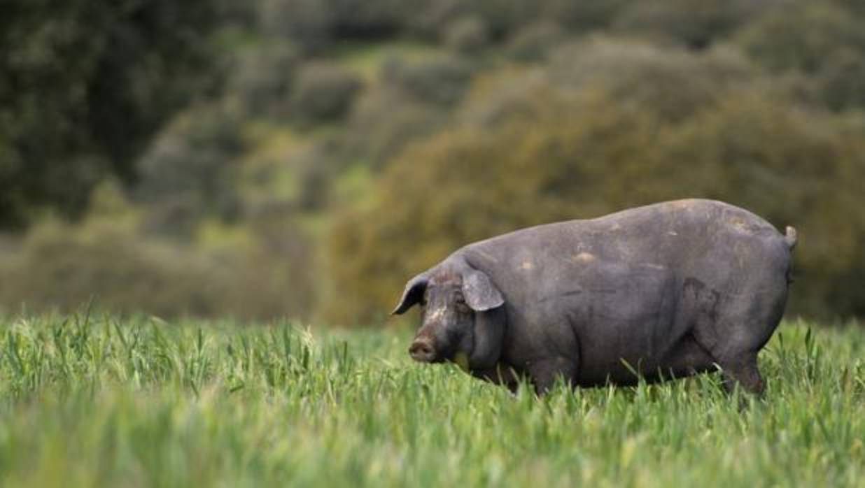 El cerdo ibérico es el producto típico de la dehesa andaluza