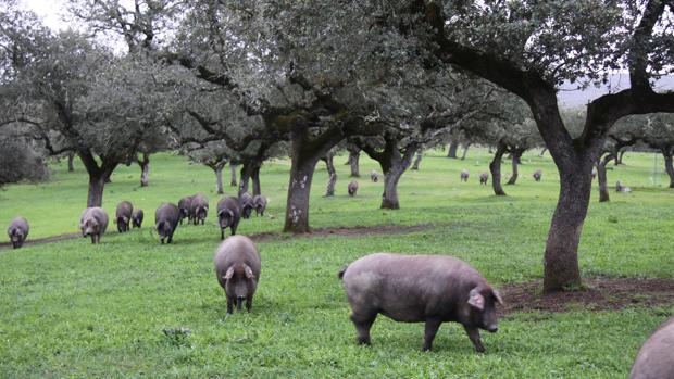 Piara de cerdos en una dehesa