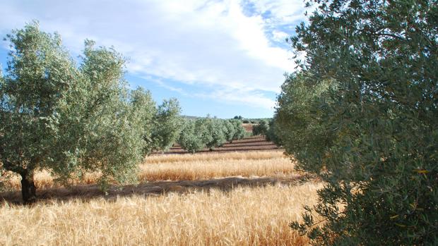 UGT «satisfecha» con el convenio del aceite que afecta a unos 4.000 trabajadores