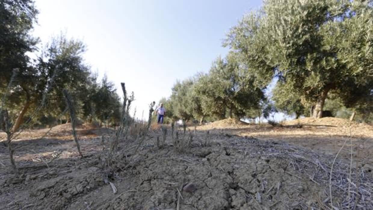 Imagen de un olivar afectado por la falta de lluvia en Córdoba