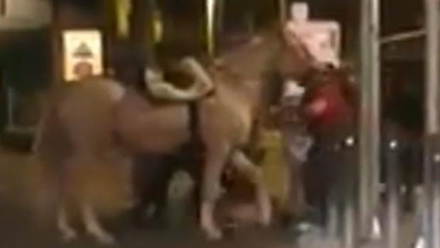 A prisión por querer entrar en un bar con un caballo