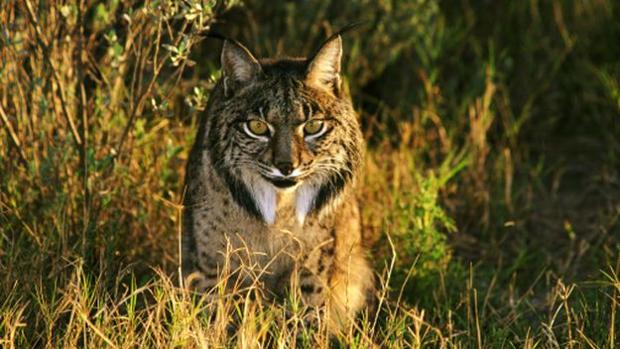 Un ejemplar de lince ibérico