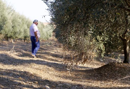 Olivo afectado por la sequía