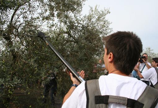Un joven utiliza una máquina para hacer caer el fruto