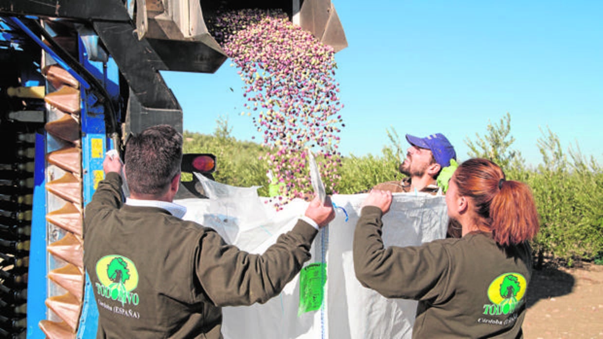 Imagen de la recolección en la finca La Mata