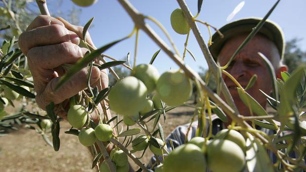 La aceituna de mesa remonta en Córdoba y supera ya el aforo inicial