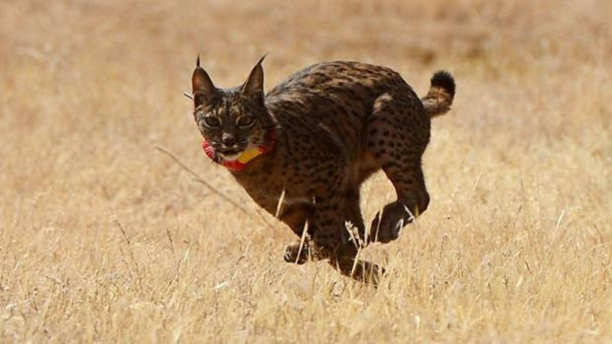 Un lince en la zona de Villafranca de Córdoba