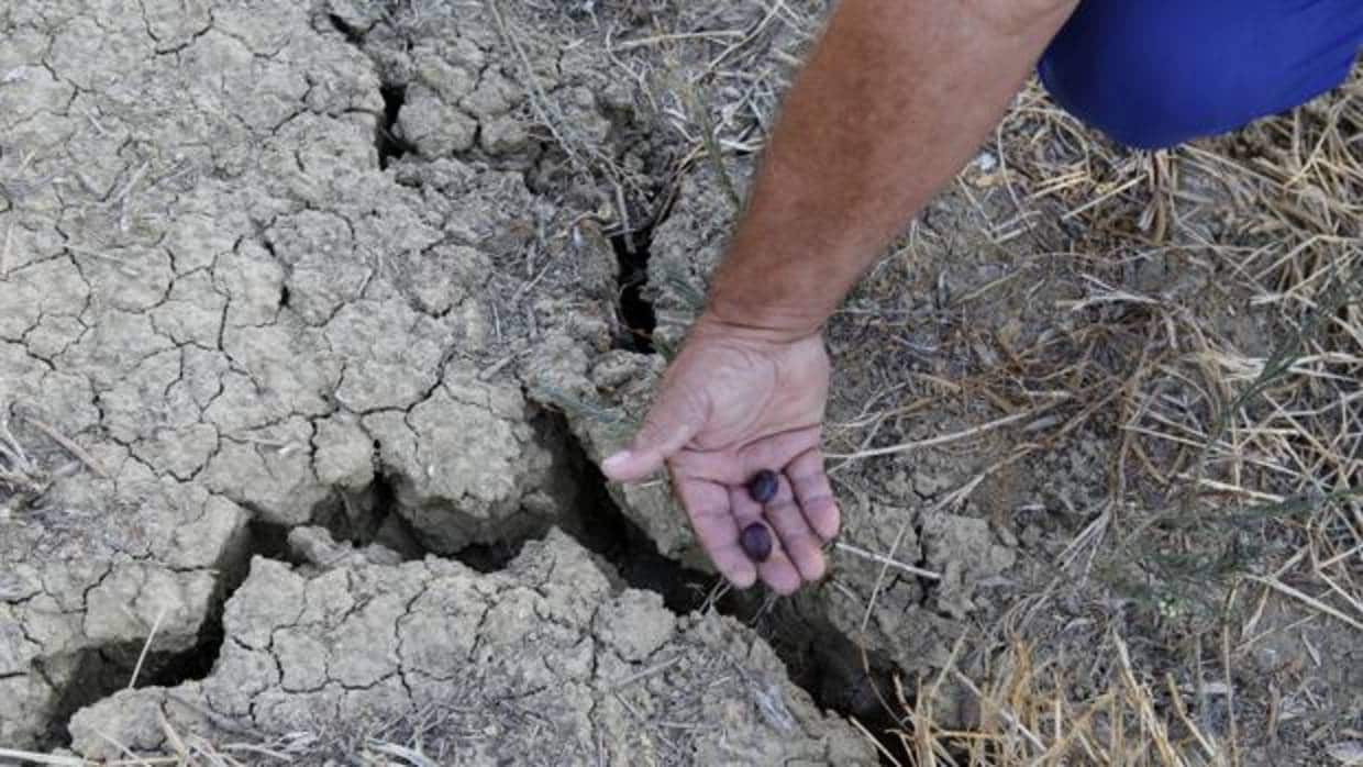 Imagen de un olivar en Córdoba afectado por la sequía