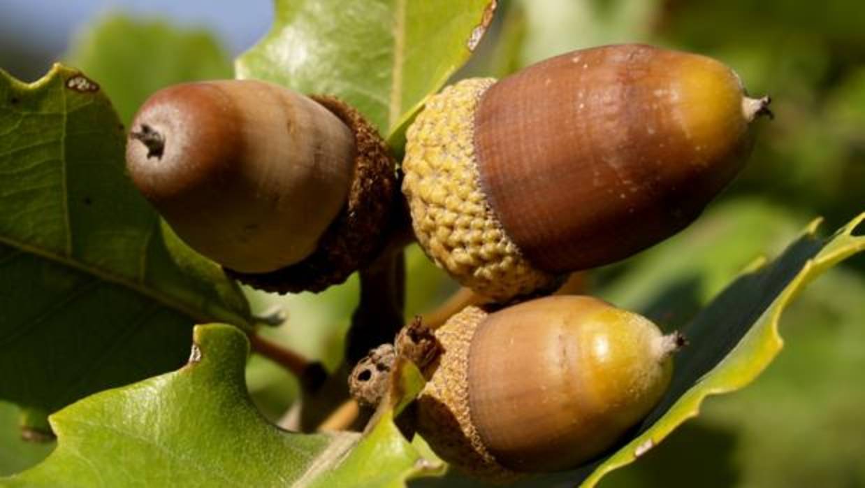 Bellotas en una encina