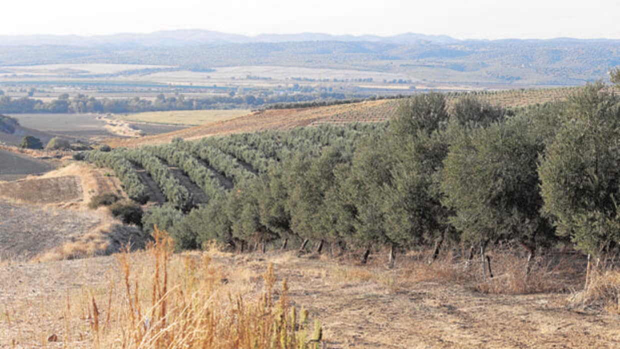 Campos de olivar en la provincia de Córdoba