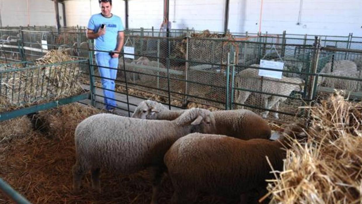 Ganado ovino en una feria ganadera del norte de la provincia