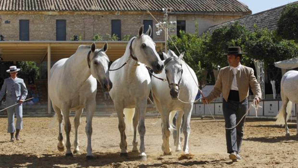 Imagen de una de las actividades que se desarrollaron en Cabalcor, feria celebtada en Caballerizas