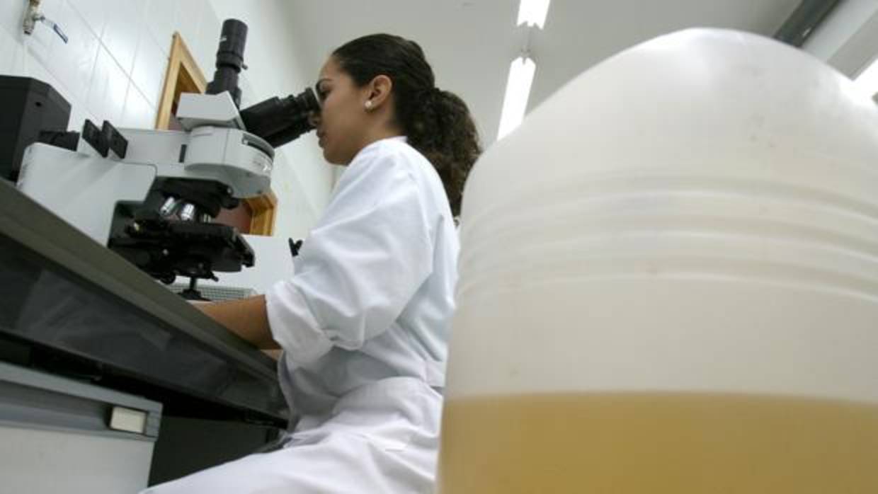 Una investigadora de la UCO realiza pruebas relacionadas con la agroalimentación