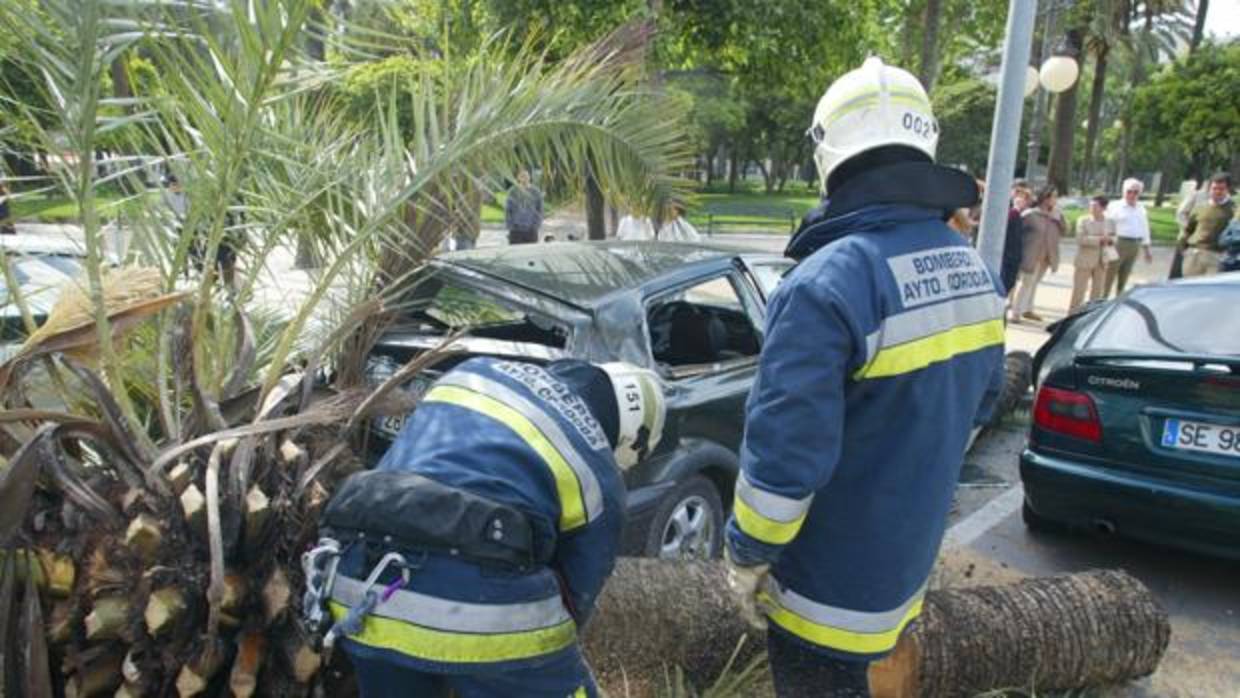 Imagen de archivo de los bomberos de Córdoba retirando una palmera caída por el viento