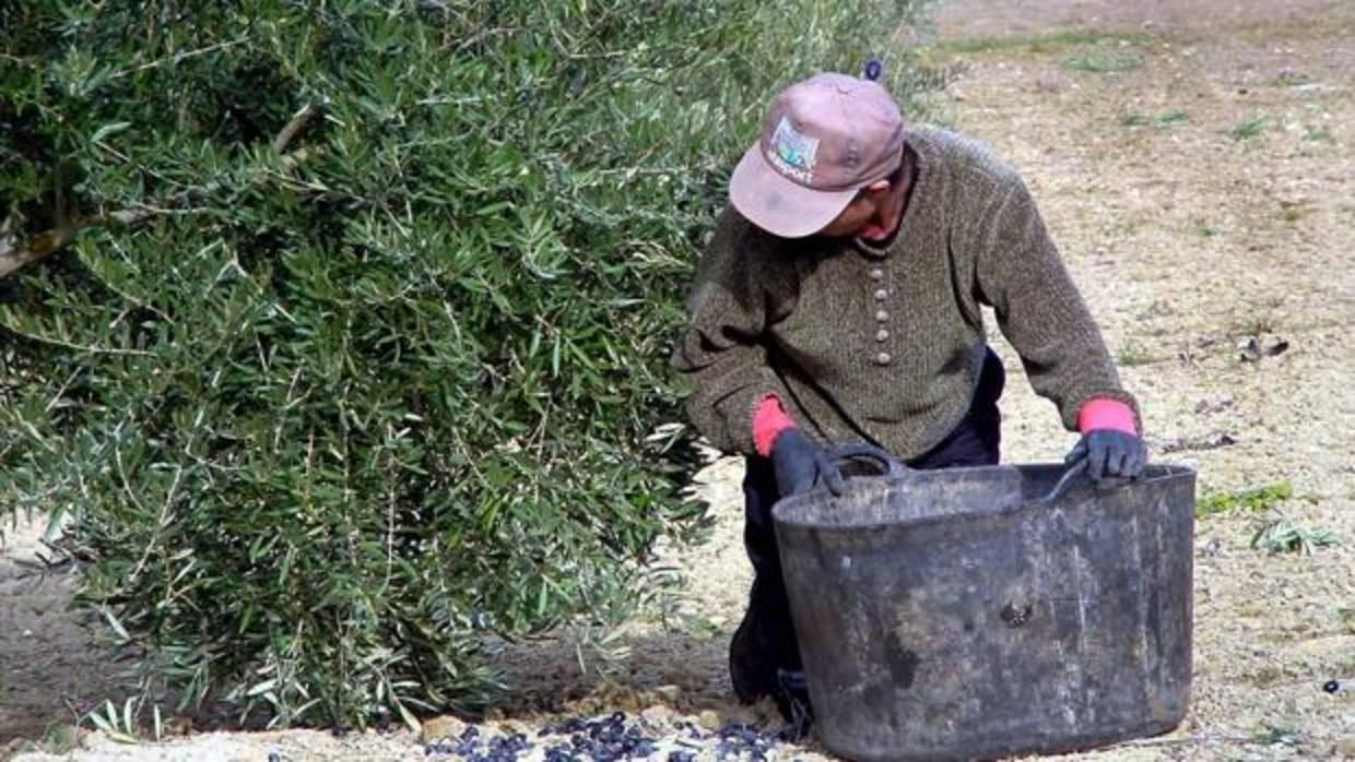 Un jornalero en la recogida de aceituna