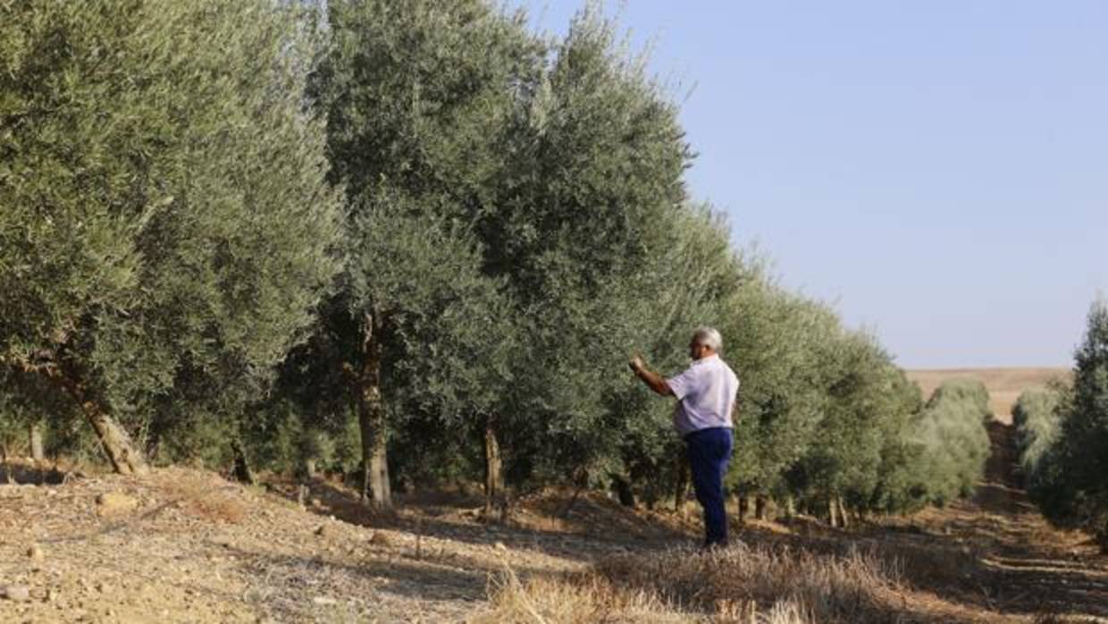 Olivar en una finca de Córdoba, en una imagen tomada el otoño pasado