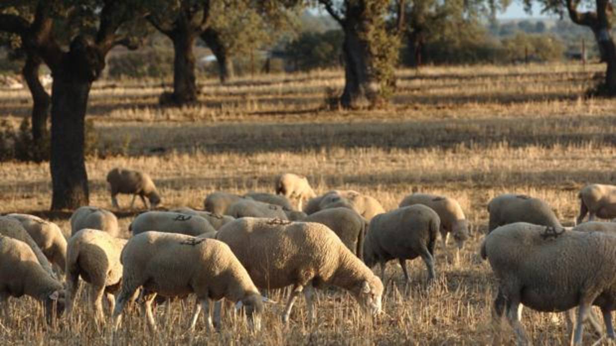 Ovejas pastando en una dehesa de Córdoba