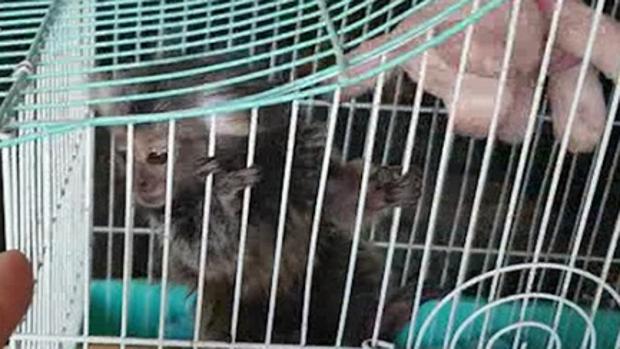 Incautan seis primates protegidos en el Puerto de Málaga