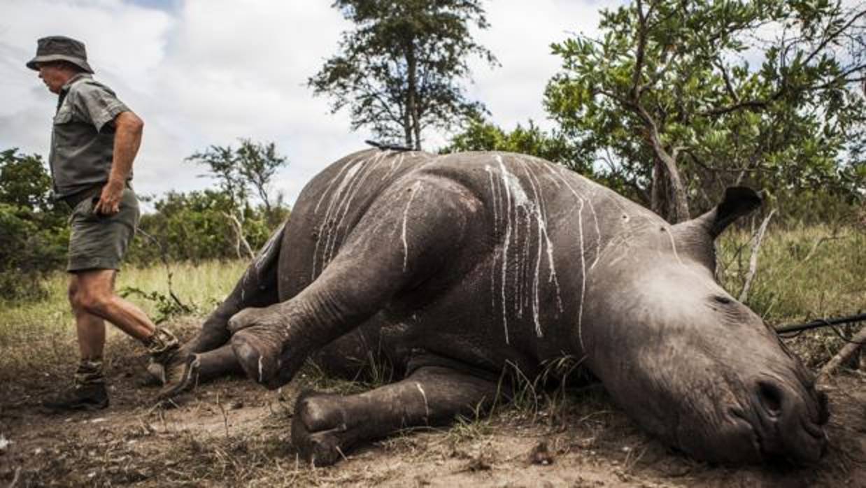 Guardas de un parque de Sudáfrica preparan el cuerpo sin vida de un rinoceronte abatido por furtivos
