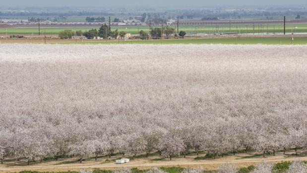 ¿Qué productos procedentes de Estados Unidos consumimos los andaluces?