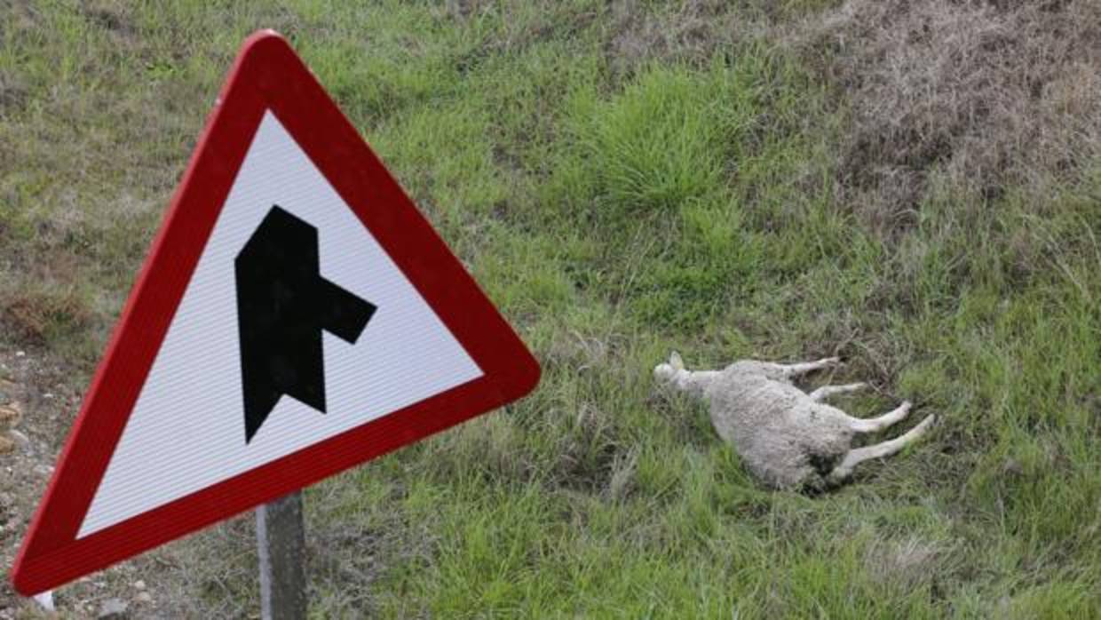 Oveja muerta que causó el último accidente en la A-4 a su paso por Córdoba