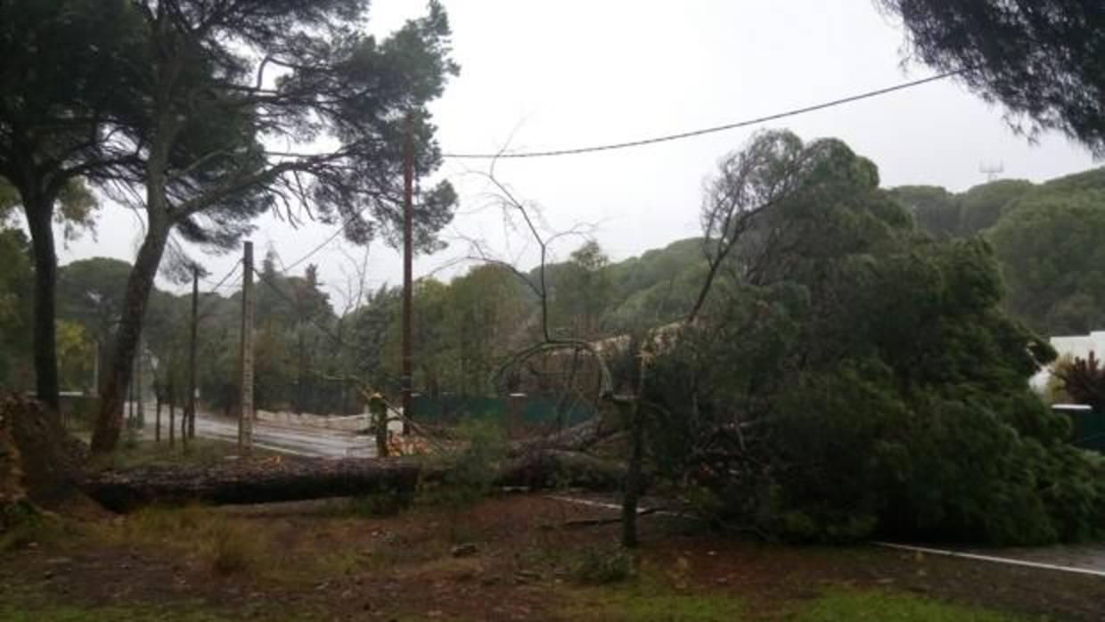 El viento hizo caer este árbol de grandes dimensiones en Cerro Muriano