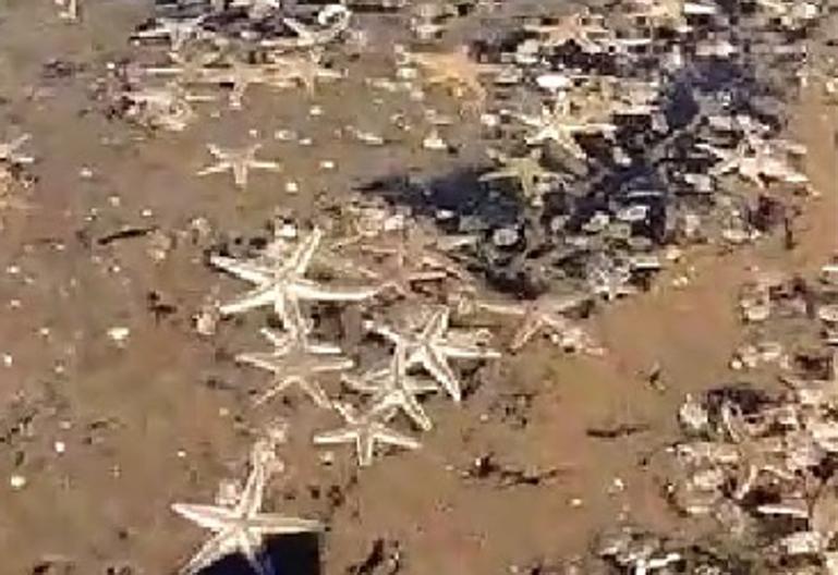 Miles de estrellas de mar aparecen varadas en una playa de Huelva a causa del temporal