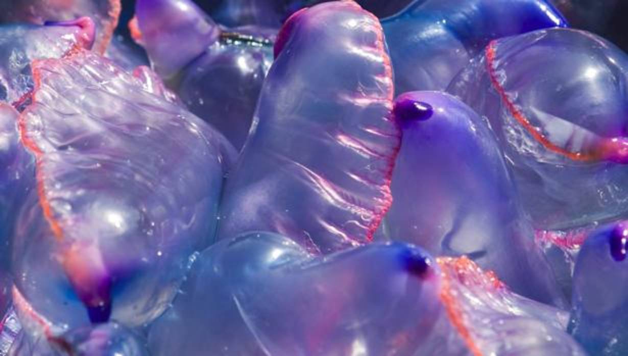 Imagen de archivo de medusas como las encontradas en Huelva