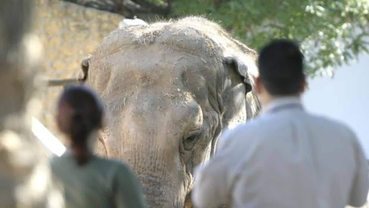 Flavia, la elefanta del zoológico