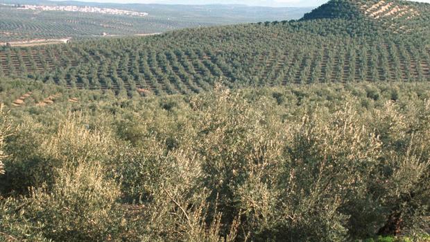 La producción final agraria de Córdoba bate un récord con 1.505 millones, gracias al tirón del aceite de oliva