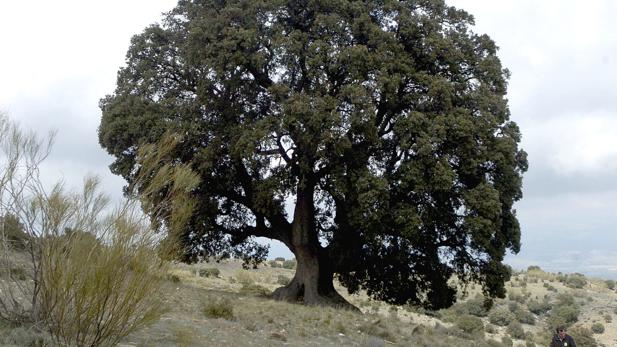 ¿Dónde se encuentra el árbol más grande de Andalucía?