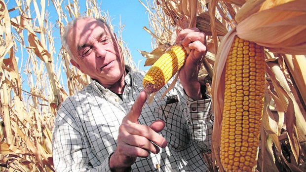 El olivar y la almendra le comen terreno a los herbáceos en el campo de Córdoba