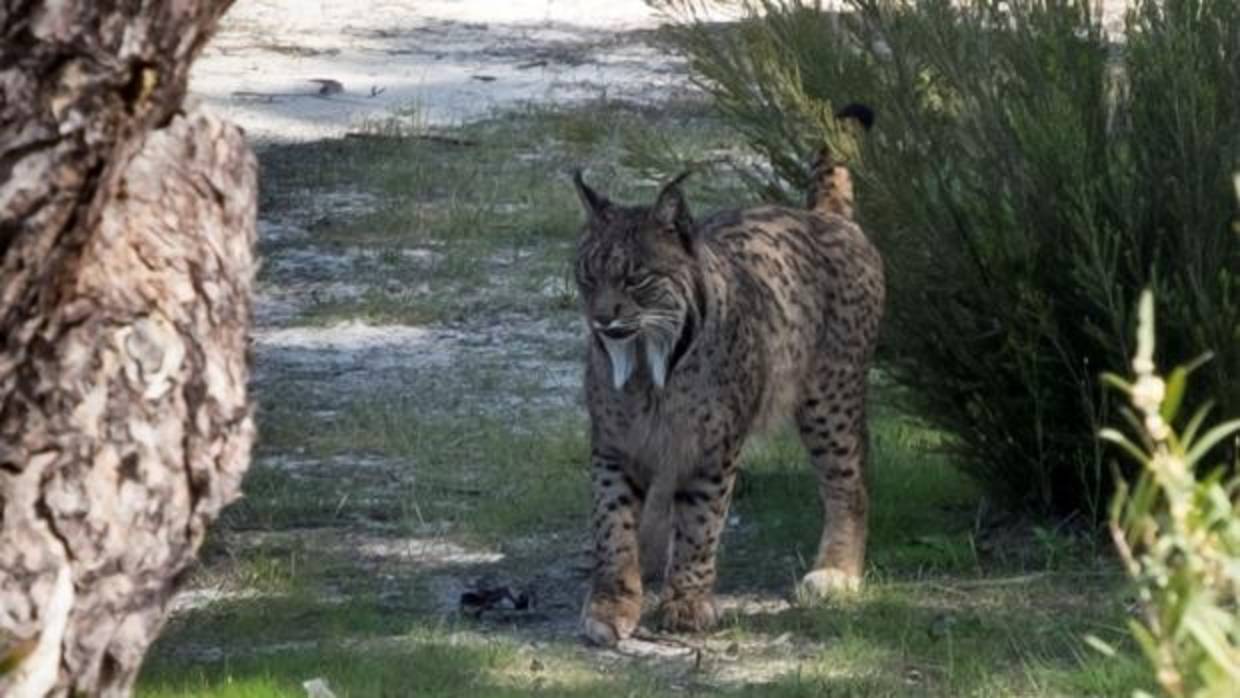 Aura, la hembra de lince ibérico que reside en el Observatorio de Linces de Doñana