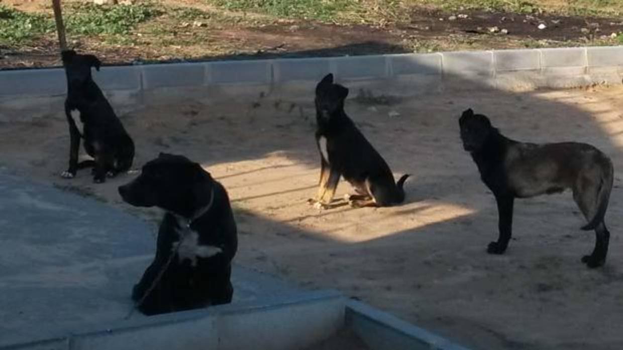 Cuatro de los cinco perros fueron localizados sueltos en una finca cuyo cerramiento estaba en mal estado