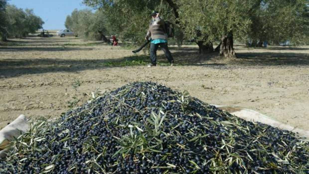 La digitalización comenzará de forma experimental en olivares y almendros de la provincia