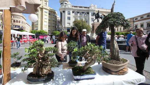 Stand con bonsais en la pasada edición de «Japón en Córdoba»