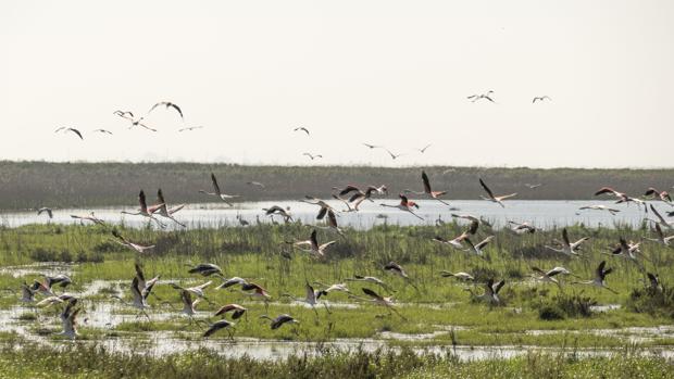 Doñana pasa página al vertido tóxico de Aznalcóllar veinte años después de la catástrofe