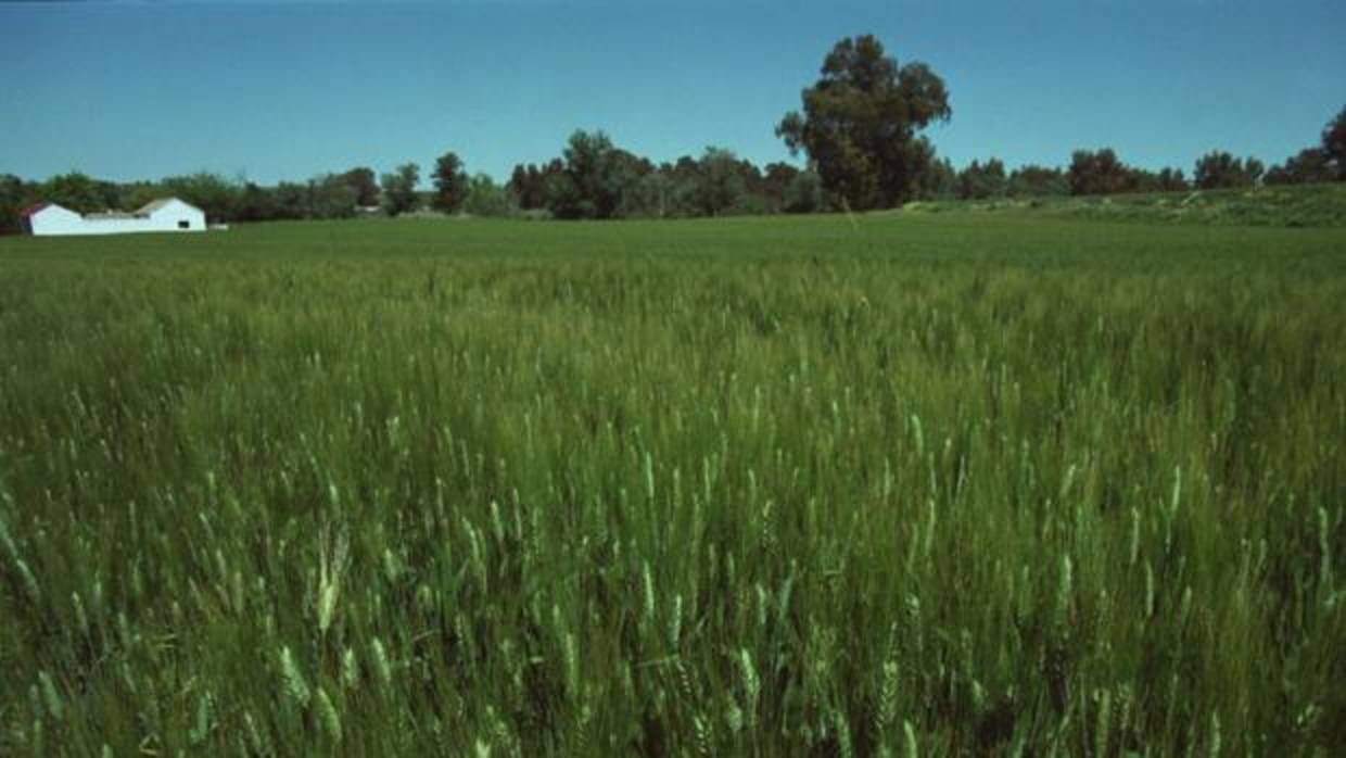 Un campo de cereales en Córdoba