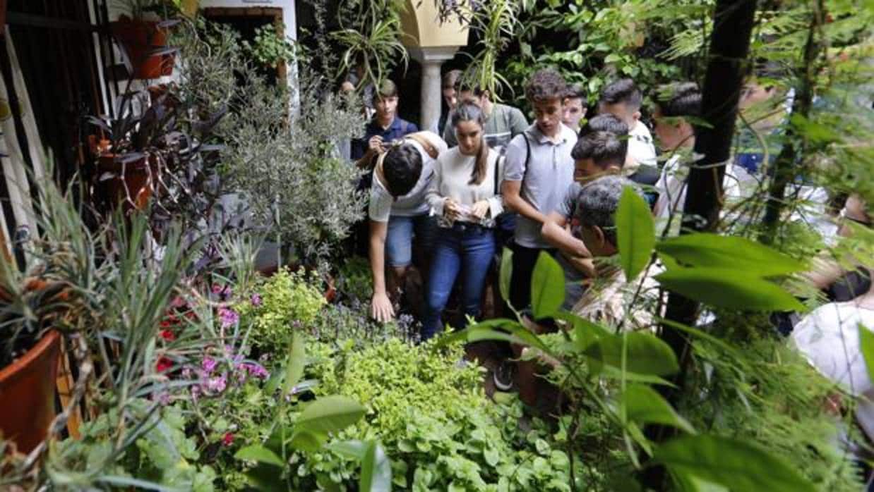 Jóvenes tocan las plantas aromáticas en el patio de Duque de la Victoria, 3