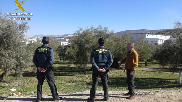 Dos detenidos tras robar 7.000 kilos de aceituna en una finca de Lucena