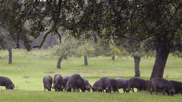 Destinan 47 pozos de sequía para que beba el ganado